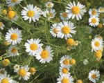 Fresh Chamomile