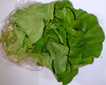 Green Oak Leaf