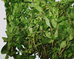 Fresh Marjoram