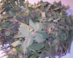 Fresh Oregano