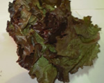 Red Oak Leaf