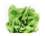 Salad Nova Green