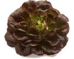 Salad Nova Red