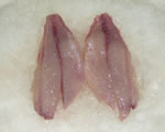 Fresh Salema Filet