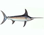 Fresh Swordfish