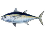 Fresh Tuna