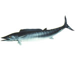 Fresh Wahoo Filet